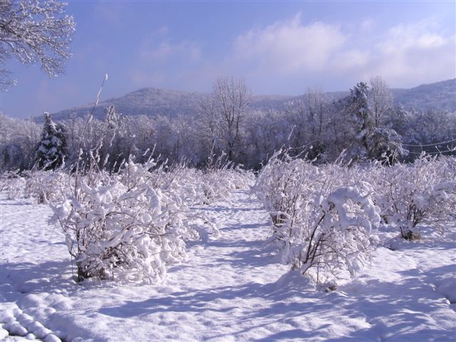 Snow Blueberry Rows